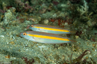 Halichoeres hartzfeldii (Goldstripe Wrasse)