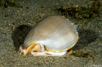 Phalium glaucum (Grey Bonnet)