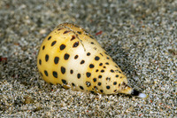 Conus pulicarius (Flea Cone)