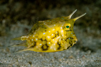 Lactoria cornuta (Longhorn Cowfish)