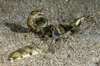 Armina semperi (Semper's Armina)