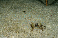 Bothus pantherinus (Panther Flounder)