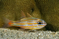 Ostorhinchus rubrimacula (Rubyspot Cardinalfish)