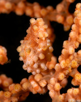 Hippocampus bargibanti (Pygmy Seahorse)