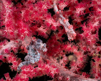 Hippocampus bargibanti (Pygmy Seahorse)