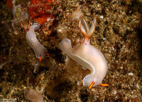 Hypselodoris bullockii (Bullock's Hypselodoris)