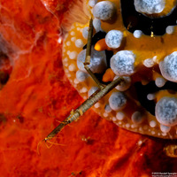 Cerapus sp.1 (Cannolipod)