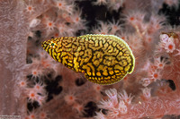 Anampses melanurus (Whitespotted Wrasse)