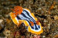 Chromodoris magnifica (Magnificent Chromodoris)