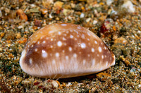 Lyncina vitellus (Pacific Deer Cowry)