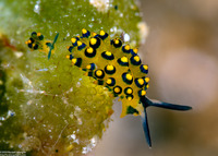 Stiliger ornatus (Ornate Stiliger)