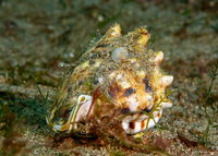 Cassis cornuta (Horned Helmet)