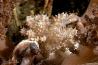 Phyllodesmium koehleri (Koehler's Phyllodesmium)