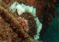 Pleurobranchus weberi (Weber's Pleurobranch)