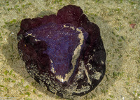 Pleurobranchus weberi (Weber's Pleurobranch)