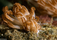 Phyllodesmium jakobsenae (Jakobsen’s Phyllodesmium)
