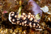 Goniobranchus geometricus (Geometric Chromodoris)