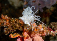 Nemanthus annamensis (Gorgonian Wrapper)