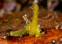 Lobiger viridis (Green Lobiger)