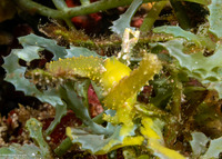 Lobiger viridis (Green Lobiger)