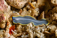 Cycloporus venetus (Marine Blue Flatworm)