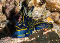 Tyrannodoris luteolineata (Yellow-Lined Polycerid)