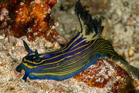 Tyrannodoris luteolineata (Yellow-Lined Polycerid)