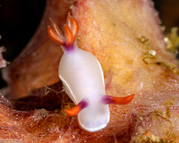 Hypselodoris bullockii (Bullock's Hypselodoris)