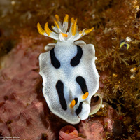 Chromodoris alcalai (Alcala’s Chromodoris)