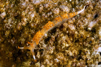 Moridilla brockii (Brock’s Moridilla)