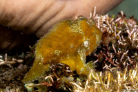 Antennarius randalli (Randall's Frogfish)
