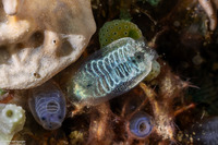 Clavelina sp.8 (Clavelina sp.8)
