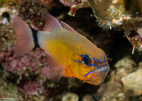 Ostorhinchus aureus (Ringtailed Cardinalfish)