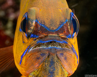 Ostorhinchus aureus (Ringtailed Cardinalfish)