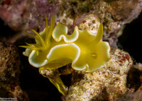 Diversidoris crocea (Saffron Diversidoris)