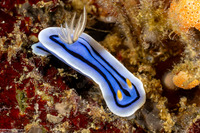 Chromodoris lochi (Loch's Chromodoris)