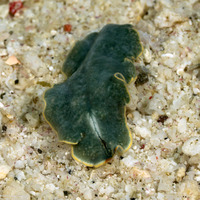 Cycloporus cf. venetus (Cycloporus cf. venetus)