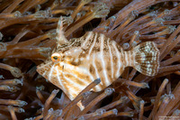 Acreichthys radiatus (Radial Filefish)