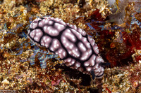 Phyllidiella cf. annulata (H-Mark Phyllidiella)