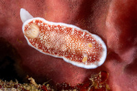 Chromodoris reticulata (Reticulated Chromodoris)