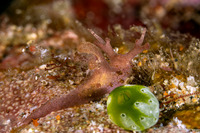 Aegires sp.2 (Aegires sp.2)