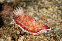 Chromodoris reticulata (Reticulated Chromodoris)