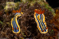 Chromodoris annae (Anna's Chromodoris)