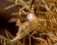Hypselodoris skyleri (Hypselodoris skyleri)