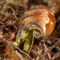 Terestrombus fragilis (Fragile Conch)