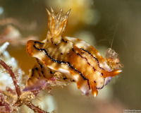 Hypselodoris krakatoa (Krakatoa Hypselodoris)