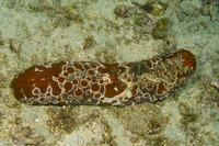 Bohadschia ocellata (Ocellated Sea Cucumber)