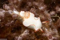 Thorunna furtiva (Cryptic Thorunna)