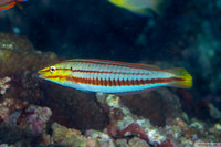 Hologymnosus doliatus (Pastel Ring Wrasse)