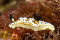 Doriprismatica atromarginata (Dark Margin Glossodoris)
